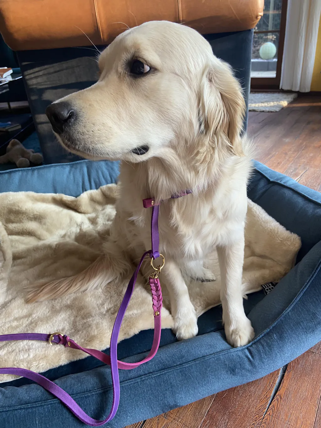 Retrieverleine "Eazy"