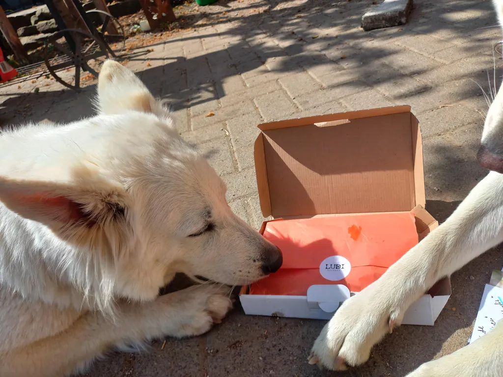 Zugstopp Halsband „Levi“