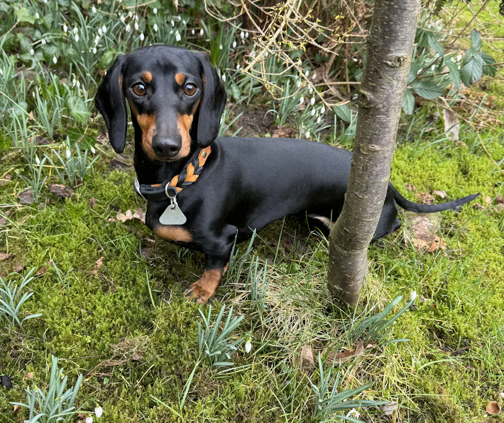 Halsband „Side by Side“