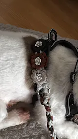 Mix & Match Leine (Starterset)