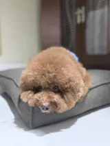 MiaCara Mondo Dog Cushion - Chocolate