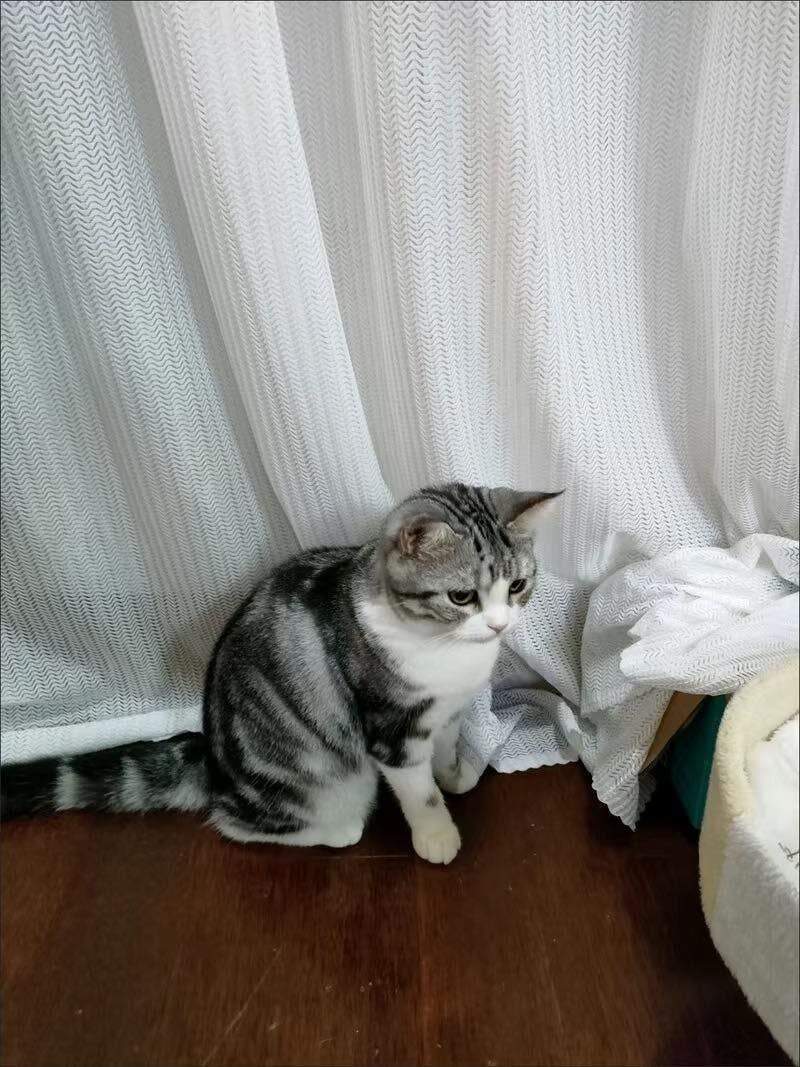 Cat Proof Sheer Curtains PetFriendly Scratch Proof Lumos Curtains