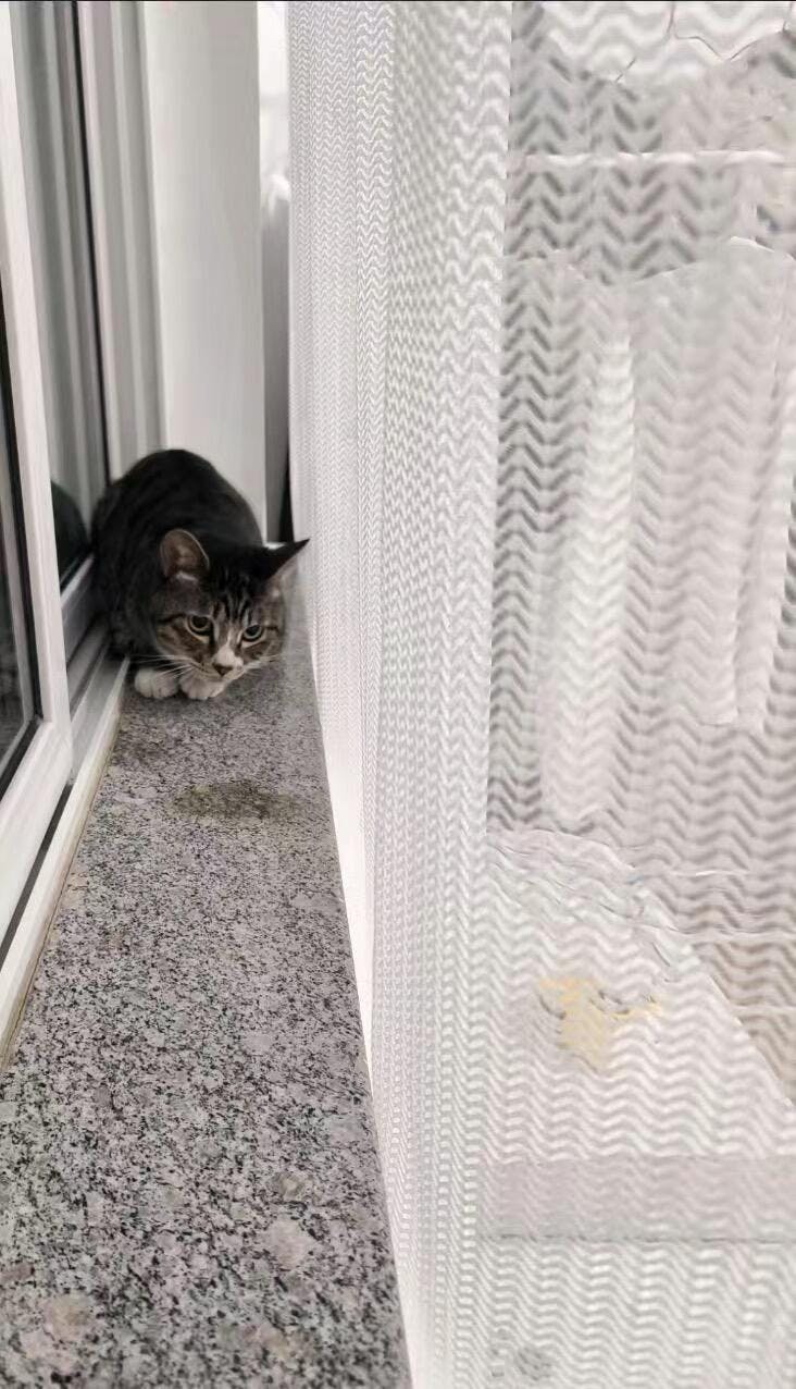 Cat Proof Sheer Curtains PetFriendly Scratch Proof Lumos Curtains