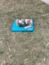 Portable Dog Settle Mat