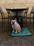 Portable Dog Settle Mat
