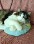 Coussin Oreiller pour chat