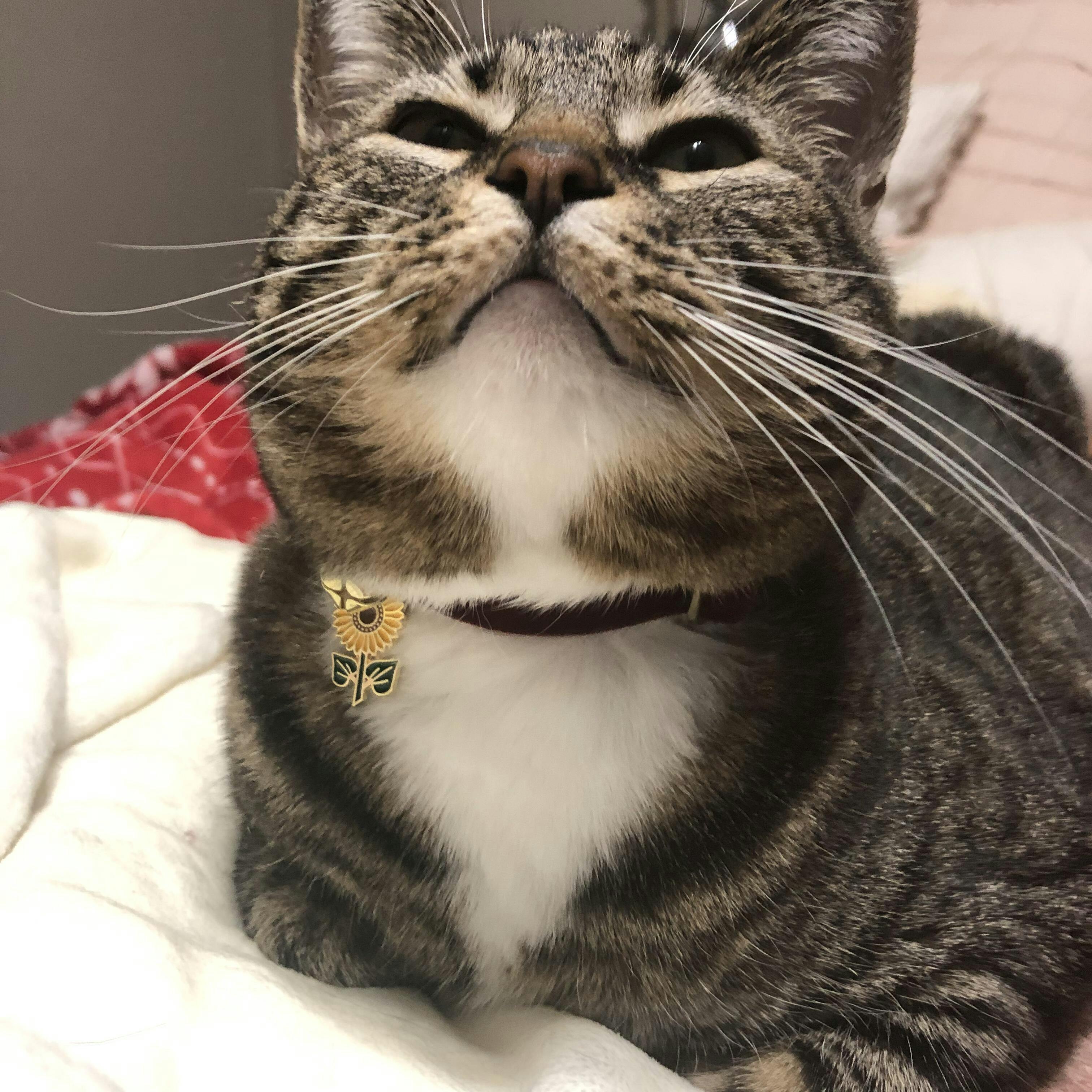 Pet Collar Charms For Cat Collars & Small Dog Collars Made By Cleo