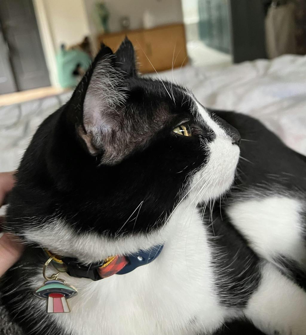 Pet Collar Charms For Cat Collars & Small Dog Collars Made By Cleo