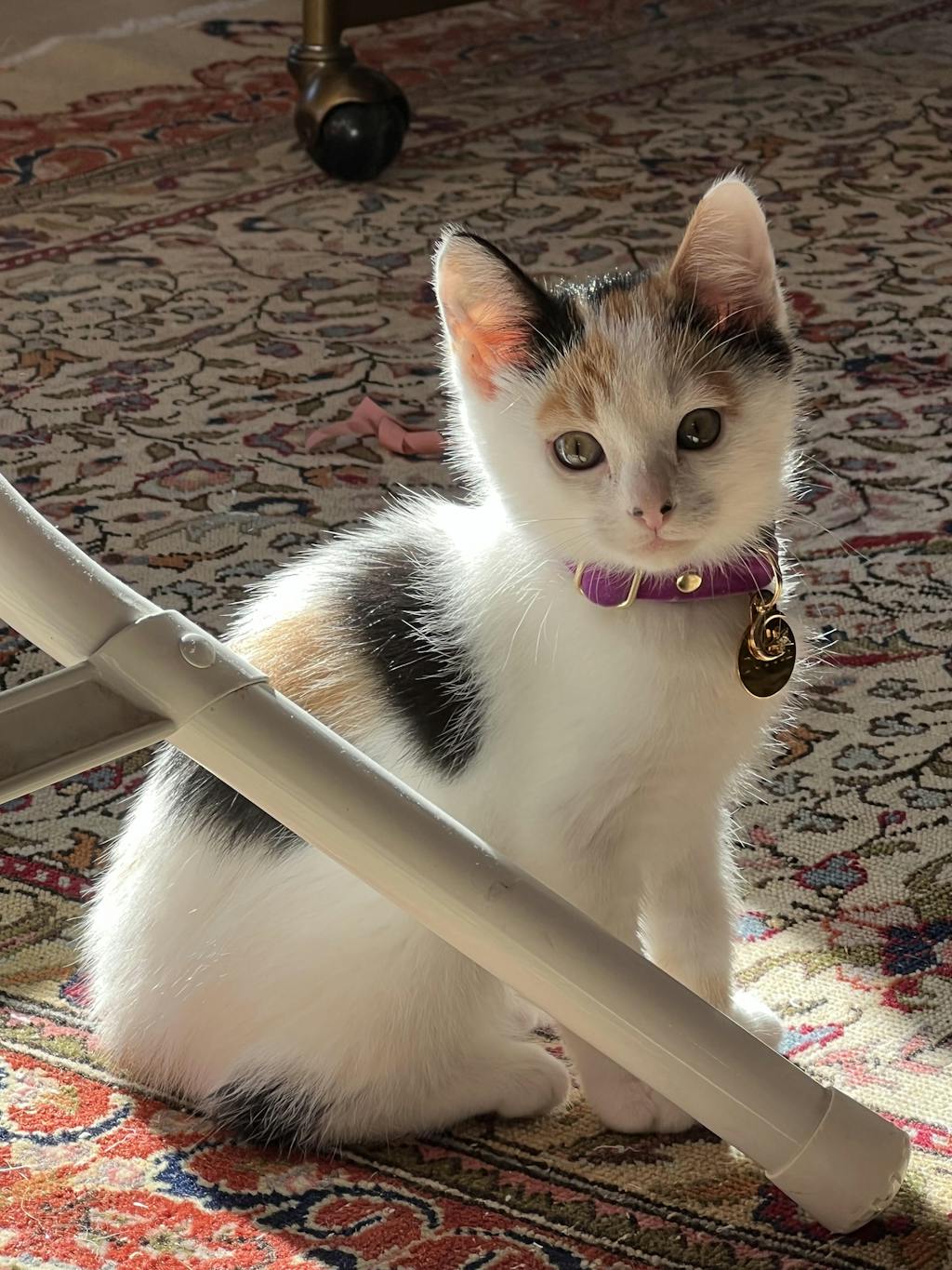 Pet Collar Charms For Cat Collars & Small Dog Collars Made By Cleo