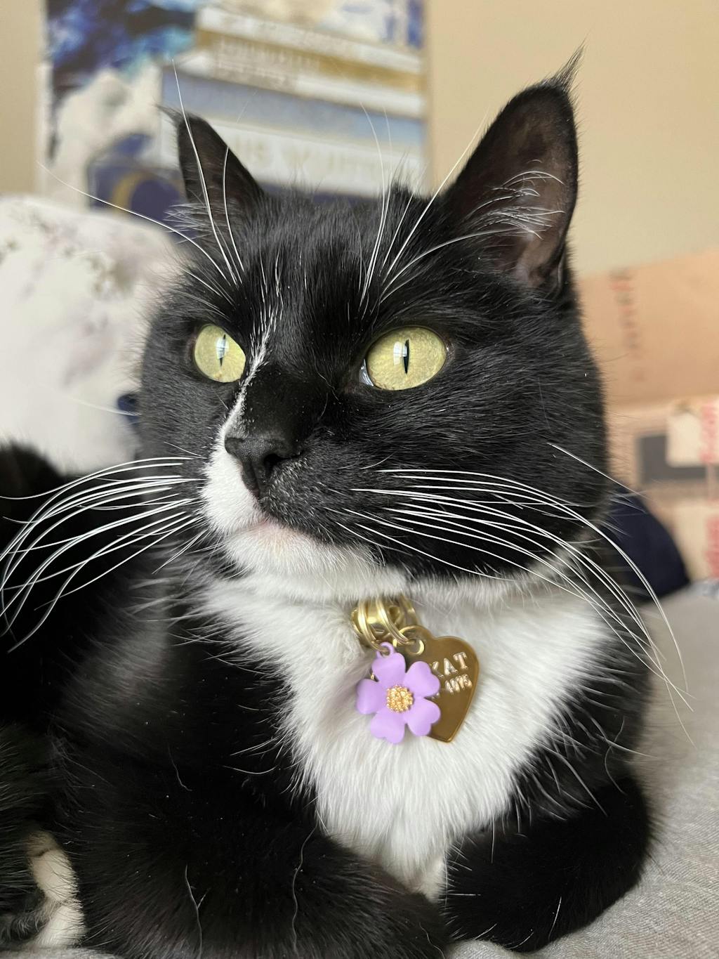 Pet Collar Charms For Cat Collars & Small Dog Collars Made By Cleo