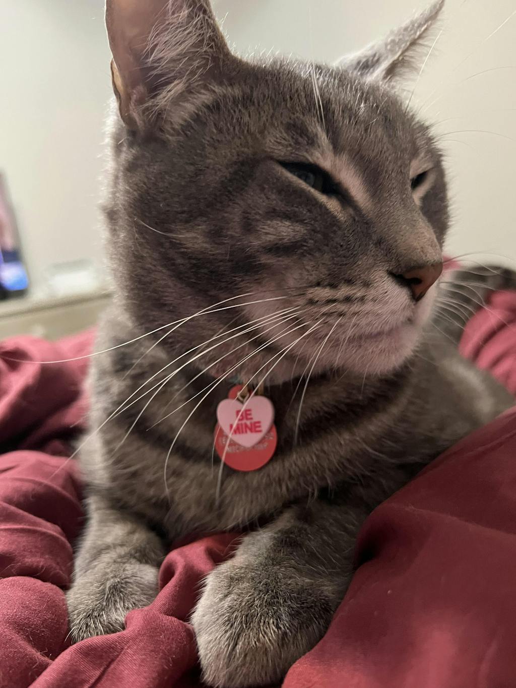 Pet Collar Charms For Cat Collars & Small Dog Collars Made By Cleo