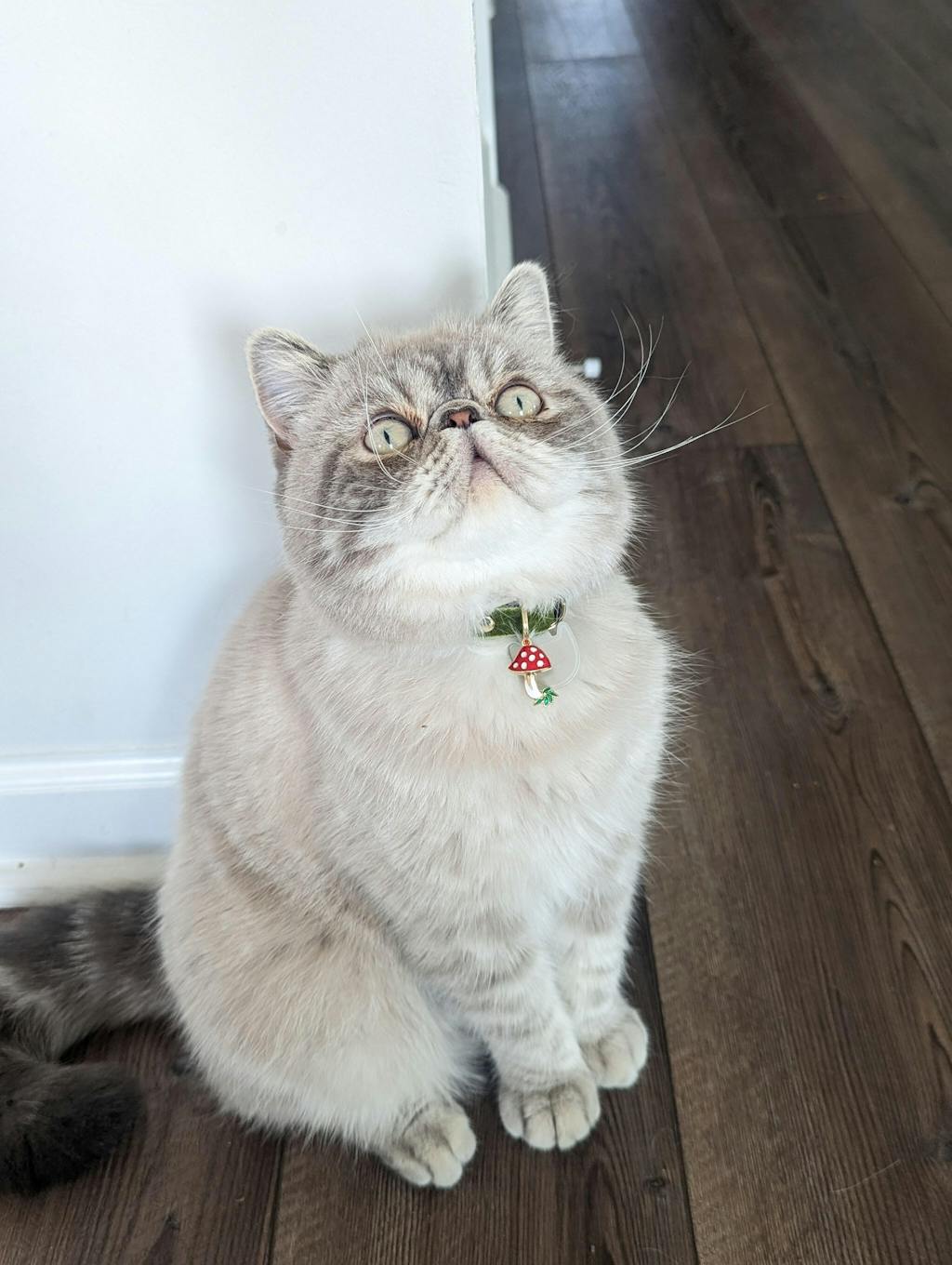 Pet Collar Charms For Cat Collars & Small Dog Collars Made By Cleo