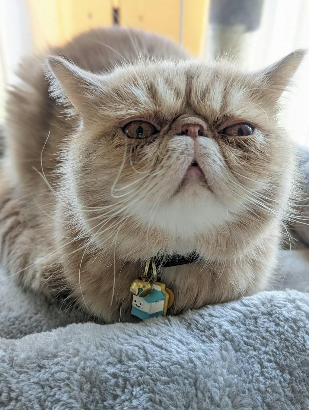 Pet Collar Charms For Cat Collars & Small Dog Collars Made By Cleo