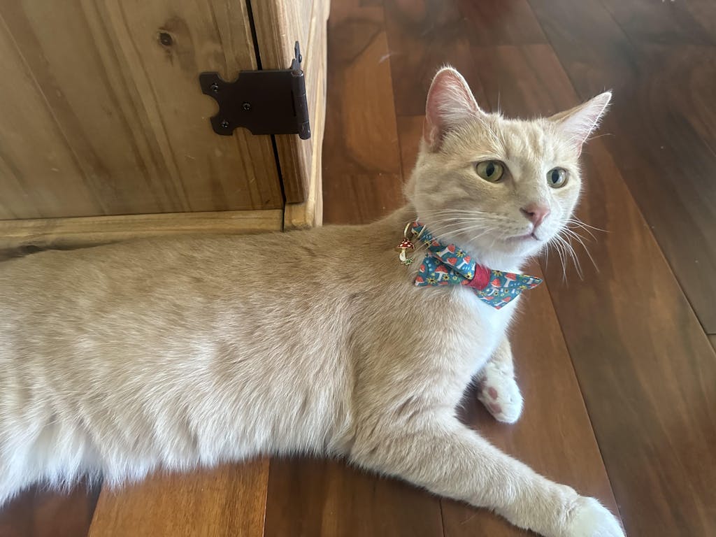 Pet Collar Charms For Cat Collars & Small Dog Collars Made By Cleo