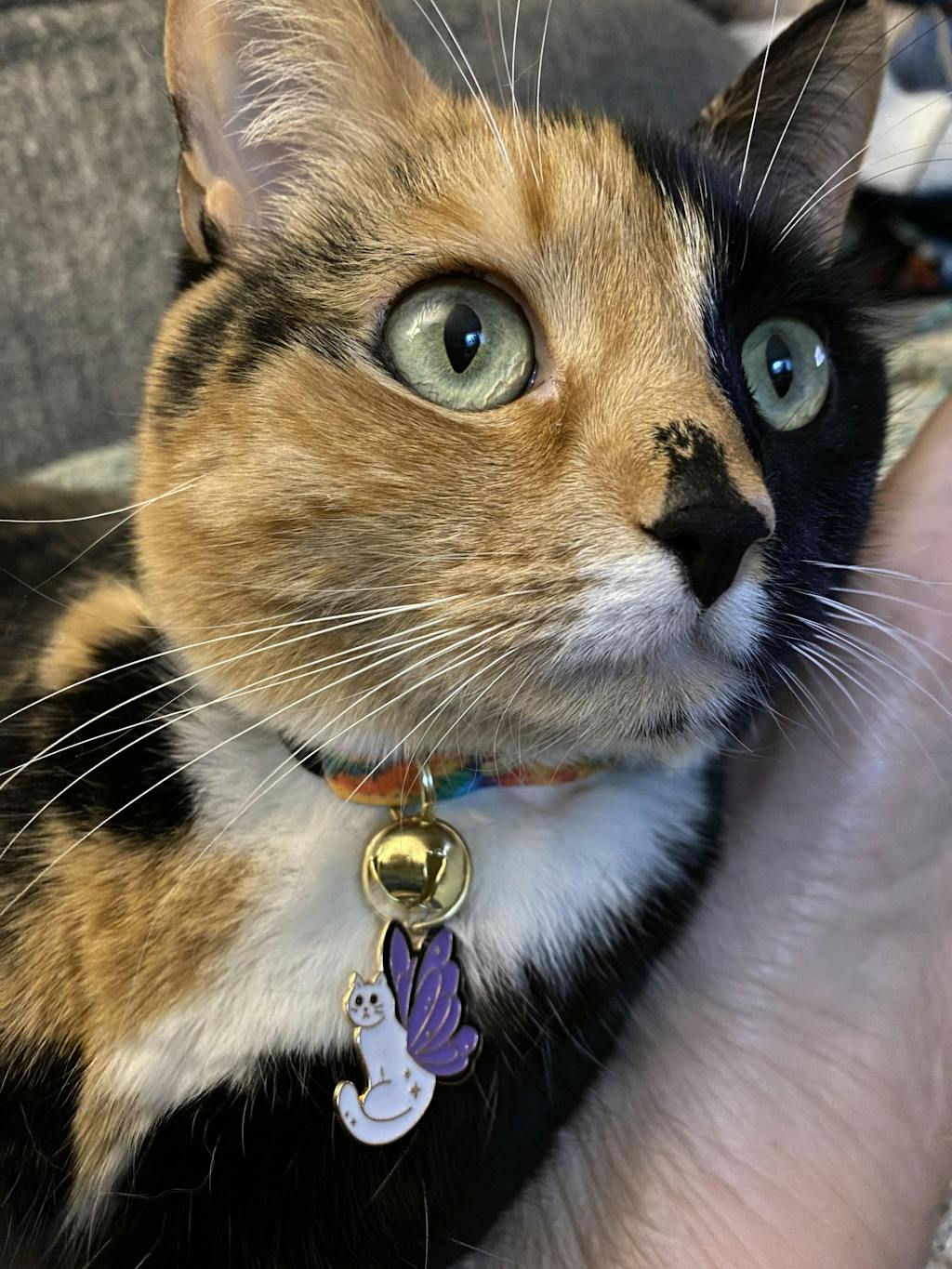 Pet Collar Charms For Cat Collars & Small Dog Collars Made By Cleo