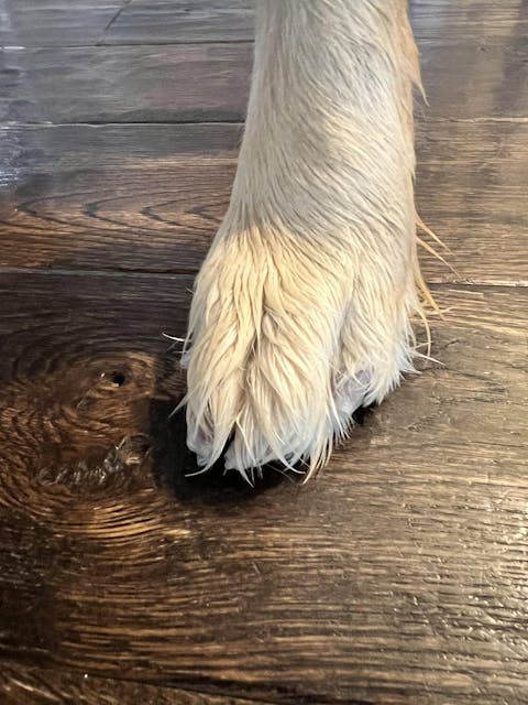 The Original Mag's Paw Grips