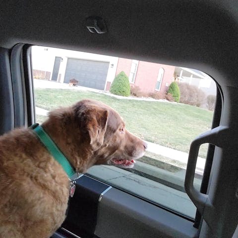 The Original Mag's Paw Grips