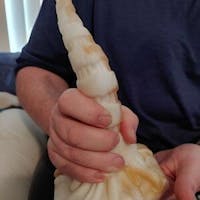 CEPHALLUS  - Single colour