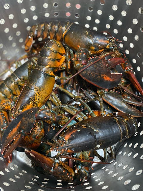 2.5 lb Live Maine Lobster