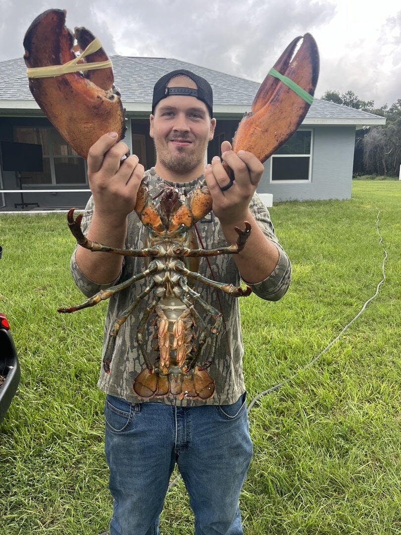 10 lb - 15 lb Live North Atlantic Lobster Online
