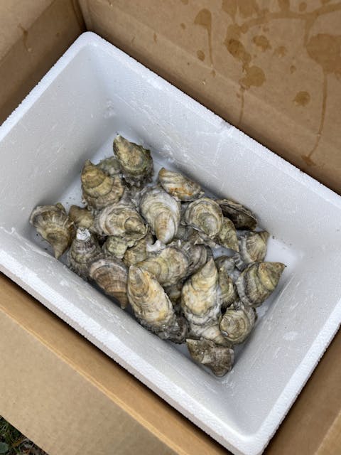 Fresh Maine Damariscotta & Blue Point Oysters