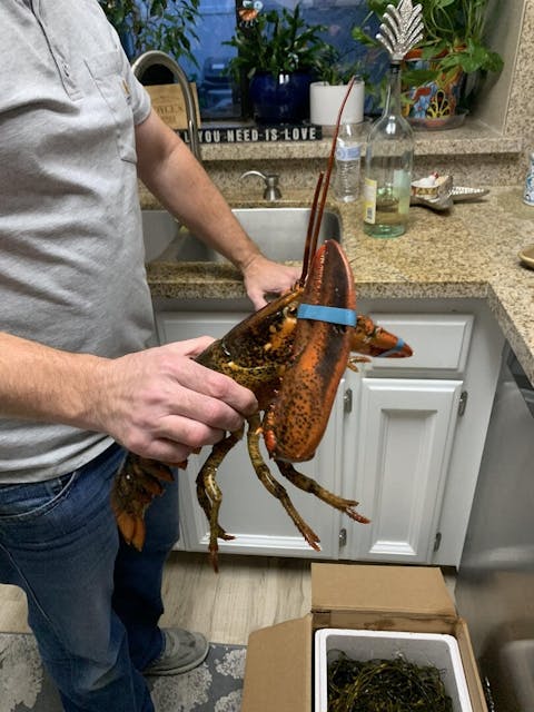 2.5 lb Live Maine Lobster