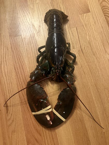 Buy 3 lb Live Maine Lobster - Fresh Seafood Delivered