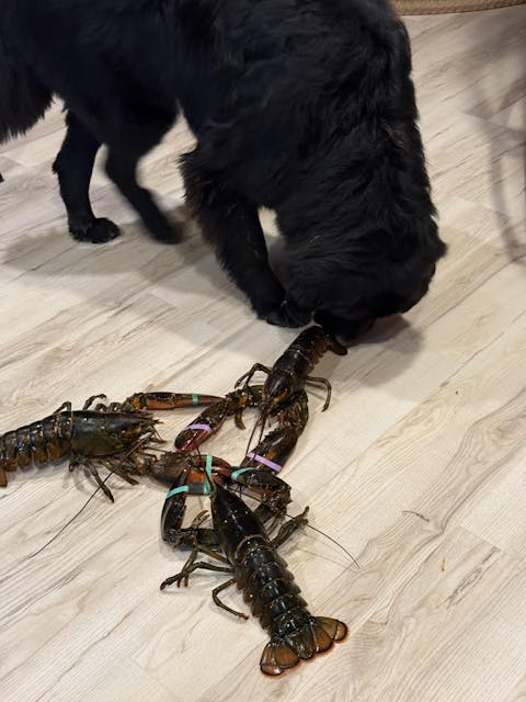 2.5 lb Live Maine Lobster