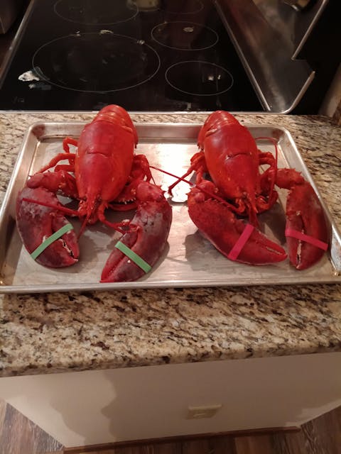 2 lb Live Maine Lobster