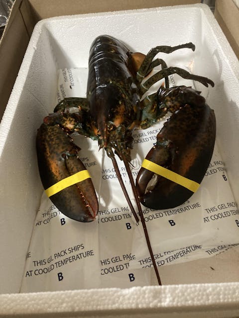 2 lb Live Maine Lobster