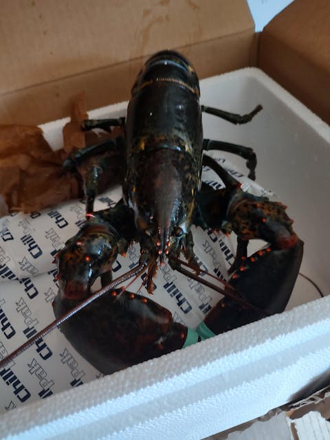 2 lb Live Maine Lobster