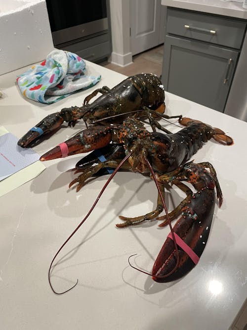 2.5 lb Live Maine Lobster