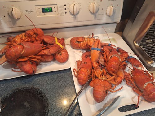 1.25 lb Live Maine Lobster