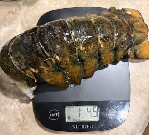 20-24 oz. North Atlantic Lobster Tail