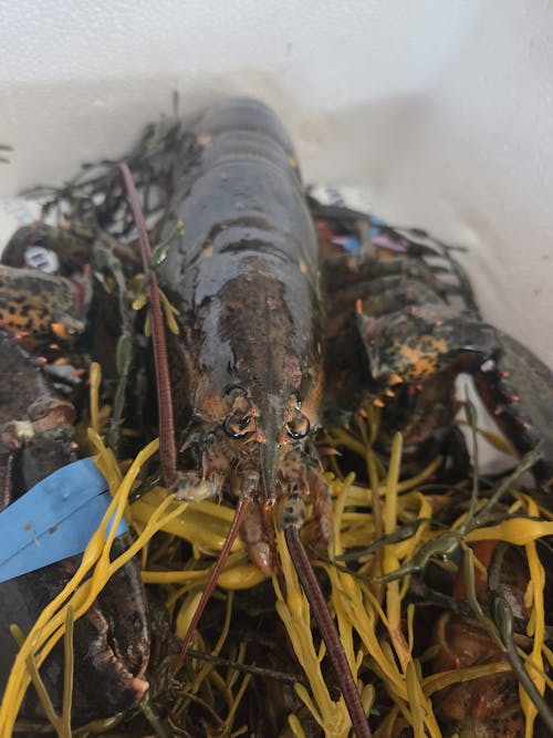 1.5 lb Live Maine Lobster