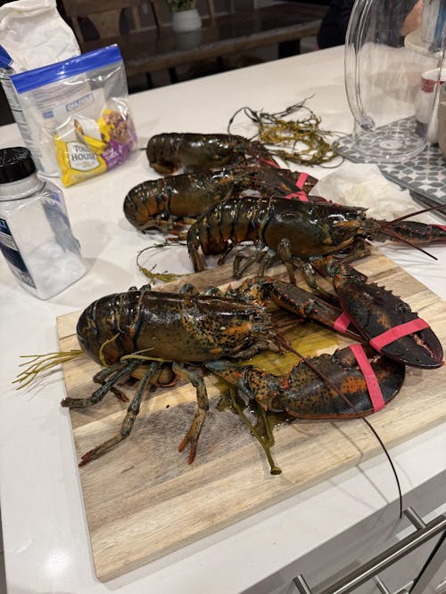 1.5 lb Live Maine Lobster