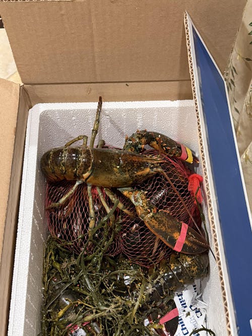 1.25 lb Live Maine Lobster