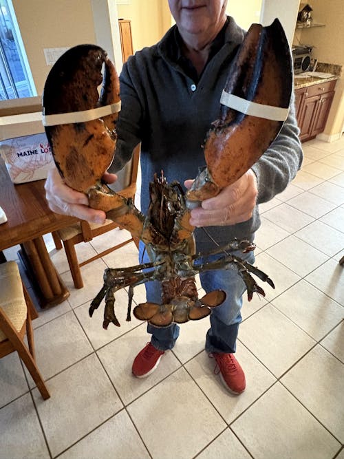 4 lb - 6 lb Live Canadian Lobster