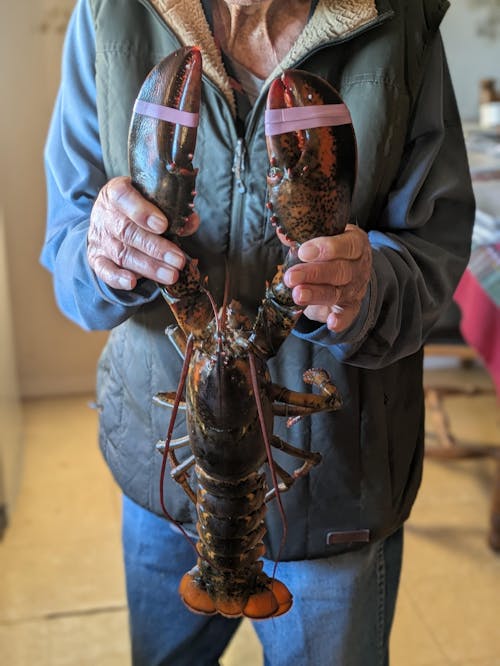 2.5 lb Live Maine Lobster