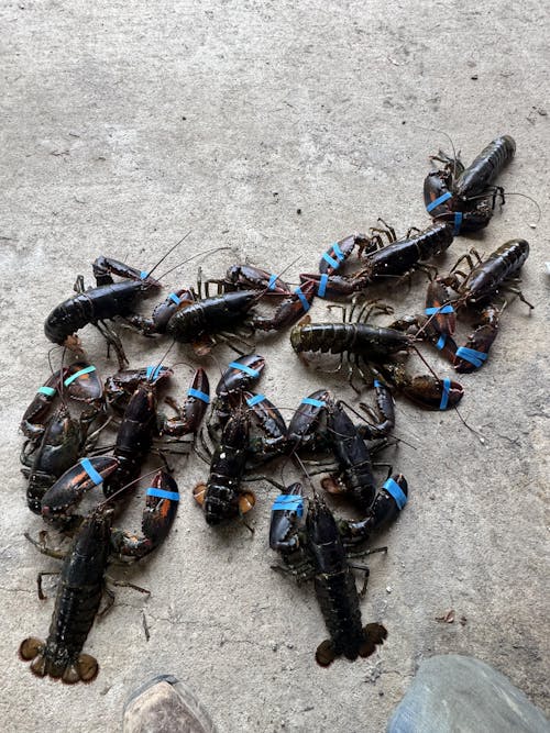 Bulk Pack - 1 lb Live Maine Lobsters