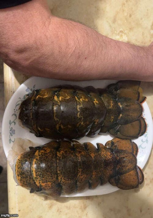 16-20 oz. North Atlantic Lobster Tail