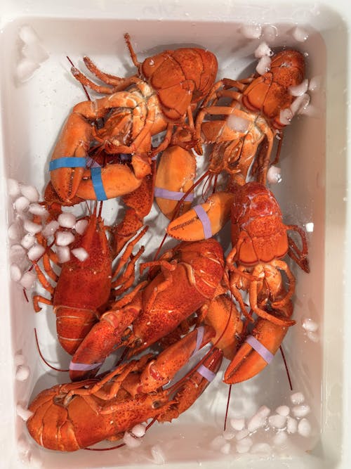 Bulk Pack - 1 lb Live Maine Lobsters