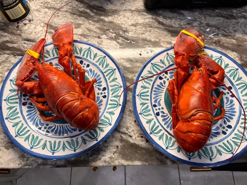 1.25 lb Live Maine Lobster