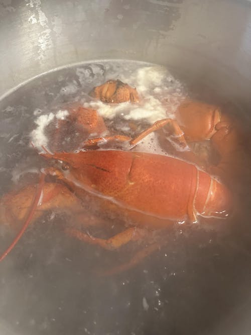 4 lb - 6 lb Live Canadian Lobster