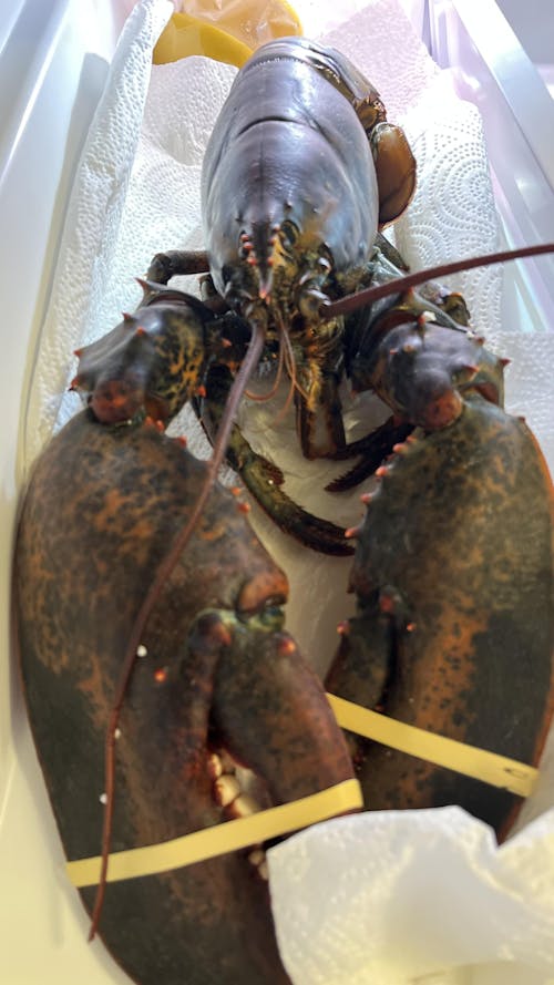 4 lb - 6 lb Live Canadian Lobster