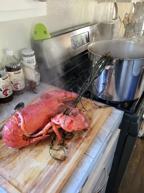 4 lb - 6 lb Live Canadian Lobster