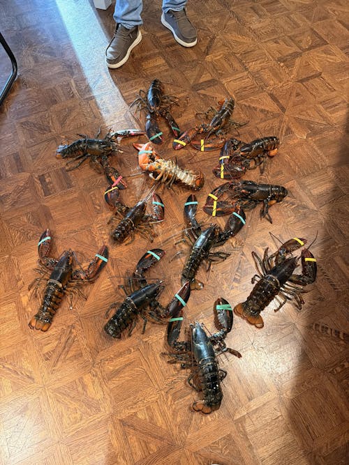 1.75 lb Live Maine Lobster