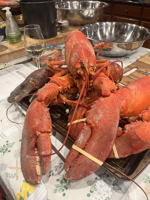 4 lb - 6 lb Live Canadian Lobster