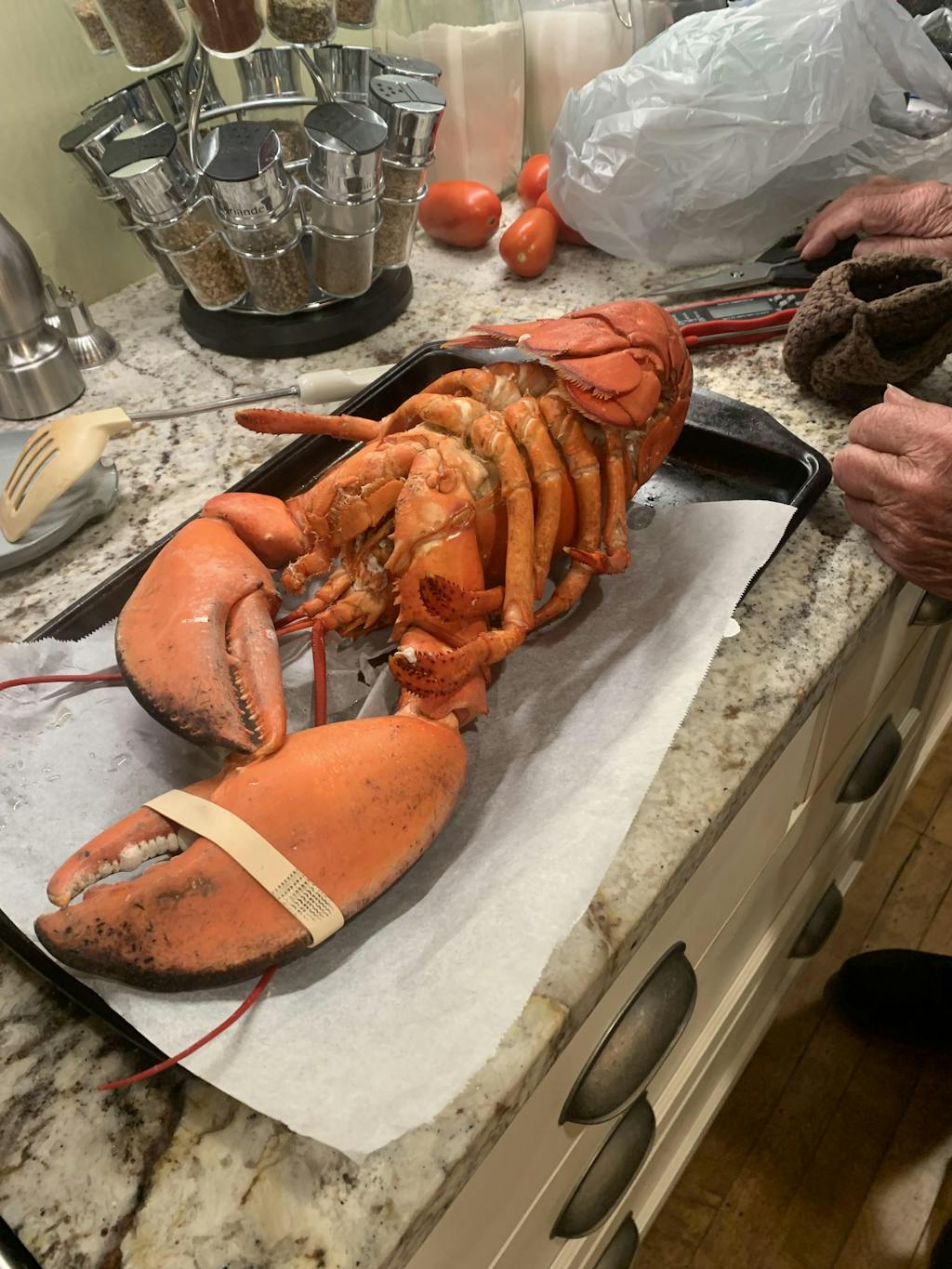 1.5 lb Live Maine Lobster
