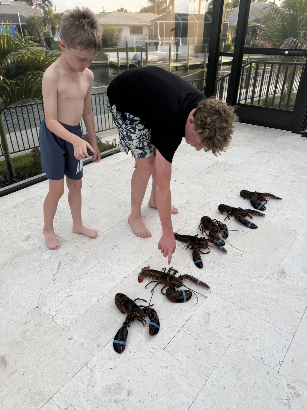 1.5 lb Live Maine Lobster